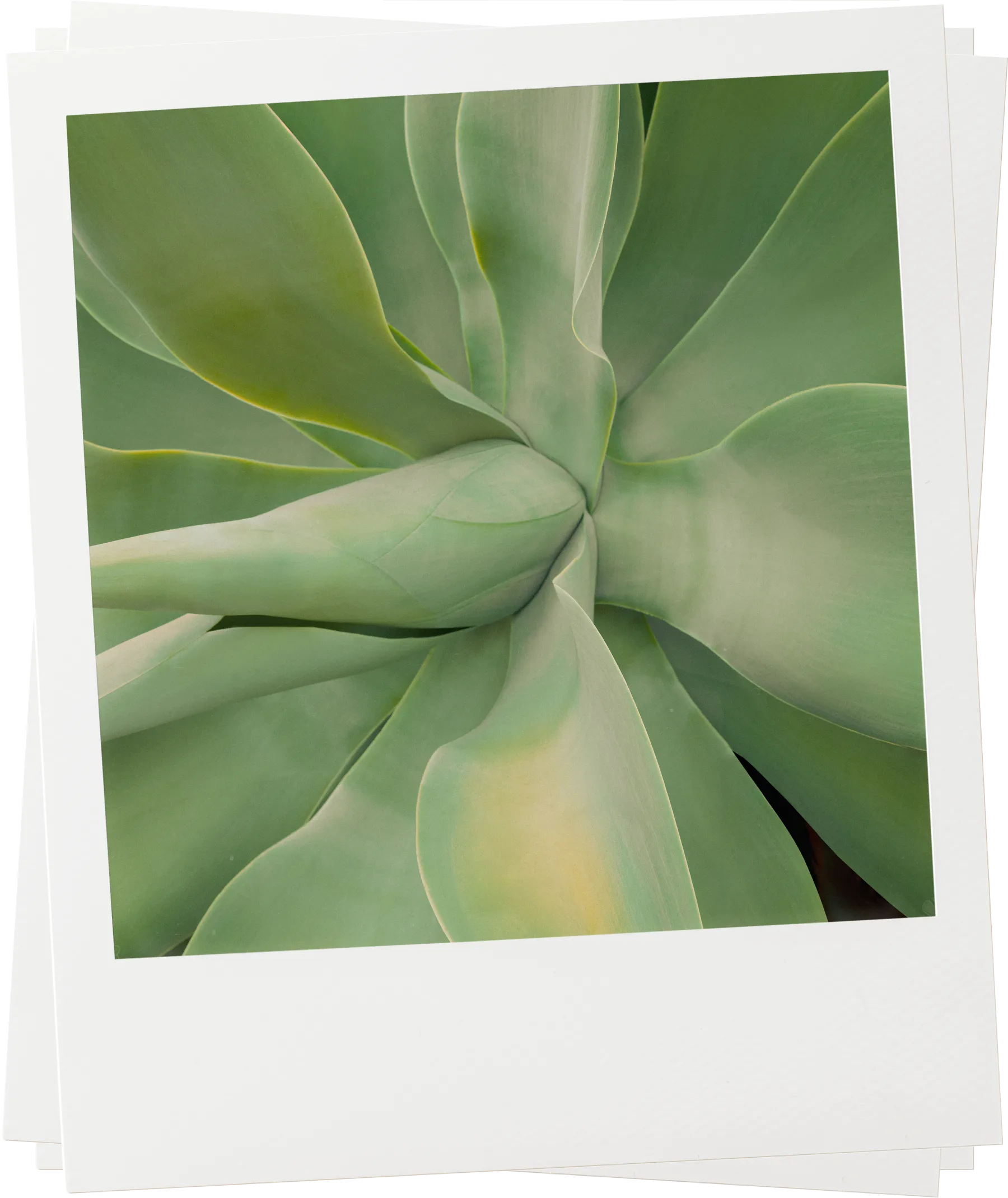 Close-up of green succulent plant with soft natural texture