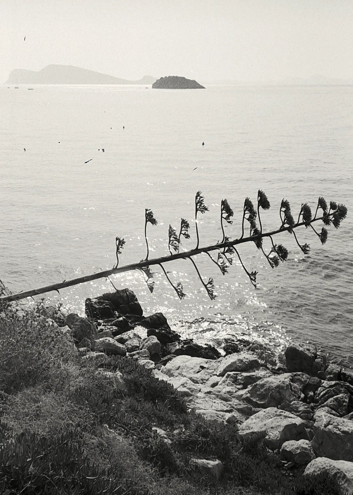 Mediterranean seascape with agave flower and distant islands