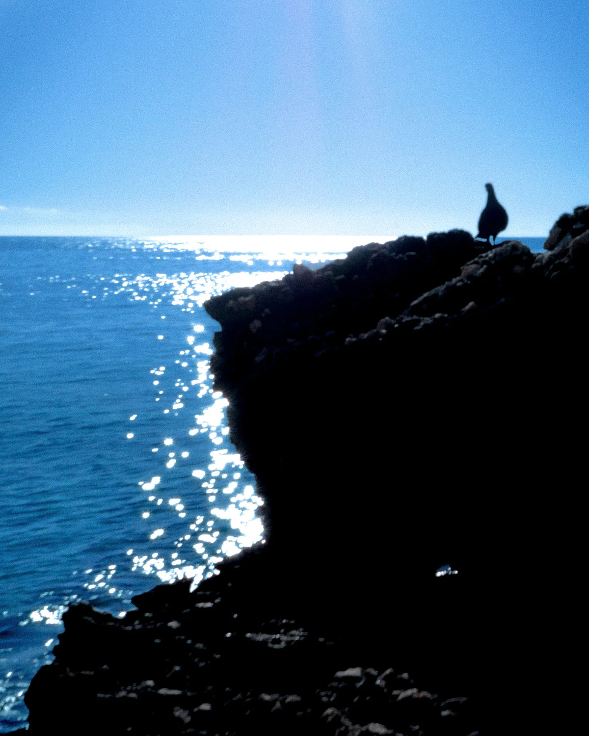 Seabird silhouetted on rocky Mediterranean coastline in sunlight