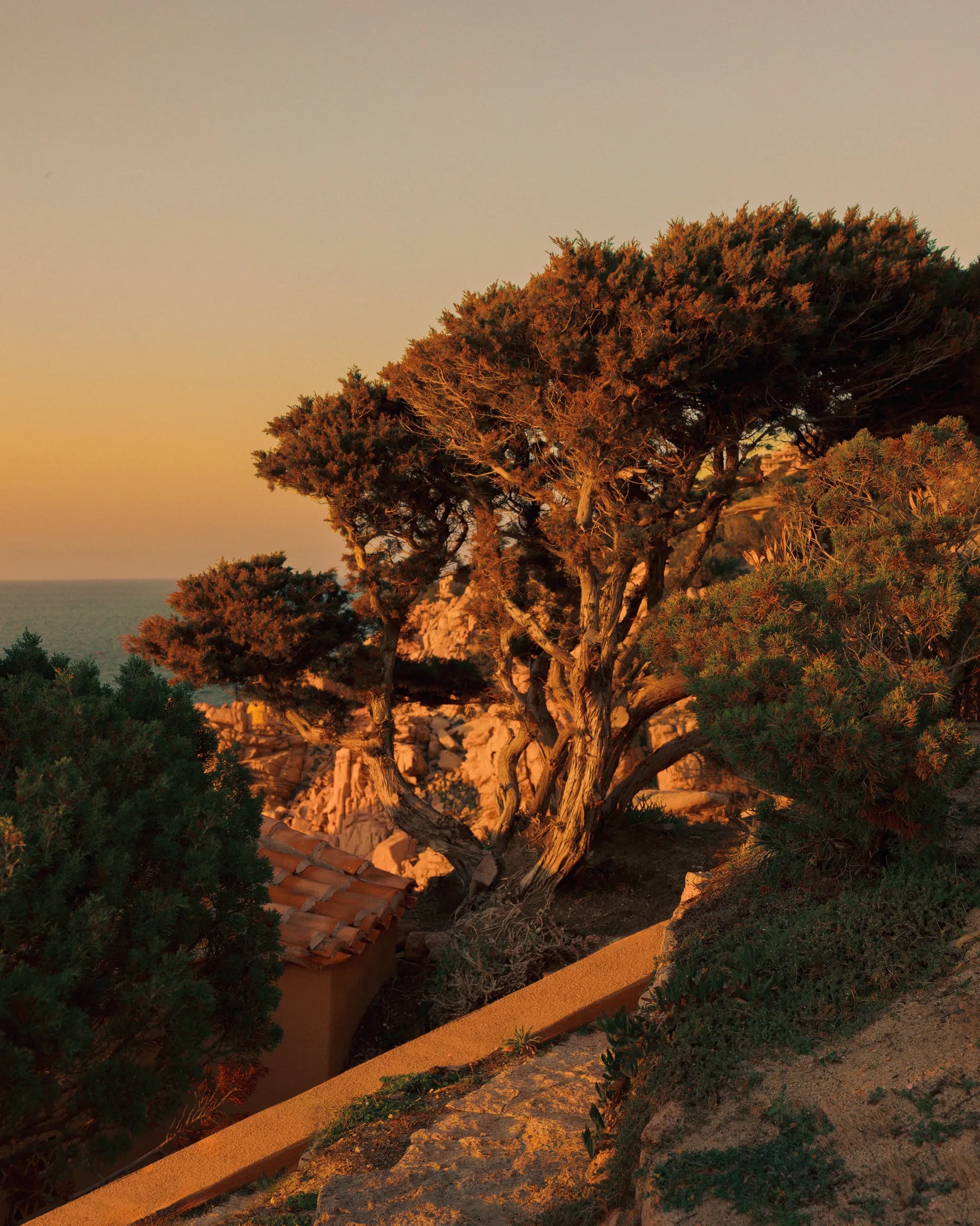 Mediterranean pine trees overlooking the granite coastline at Casa Scalesciani in Costa Paradiso, Sardinia.