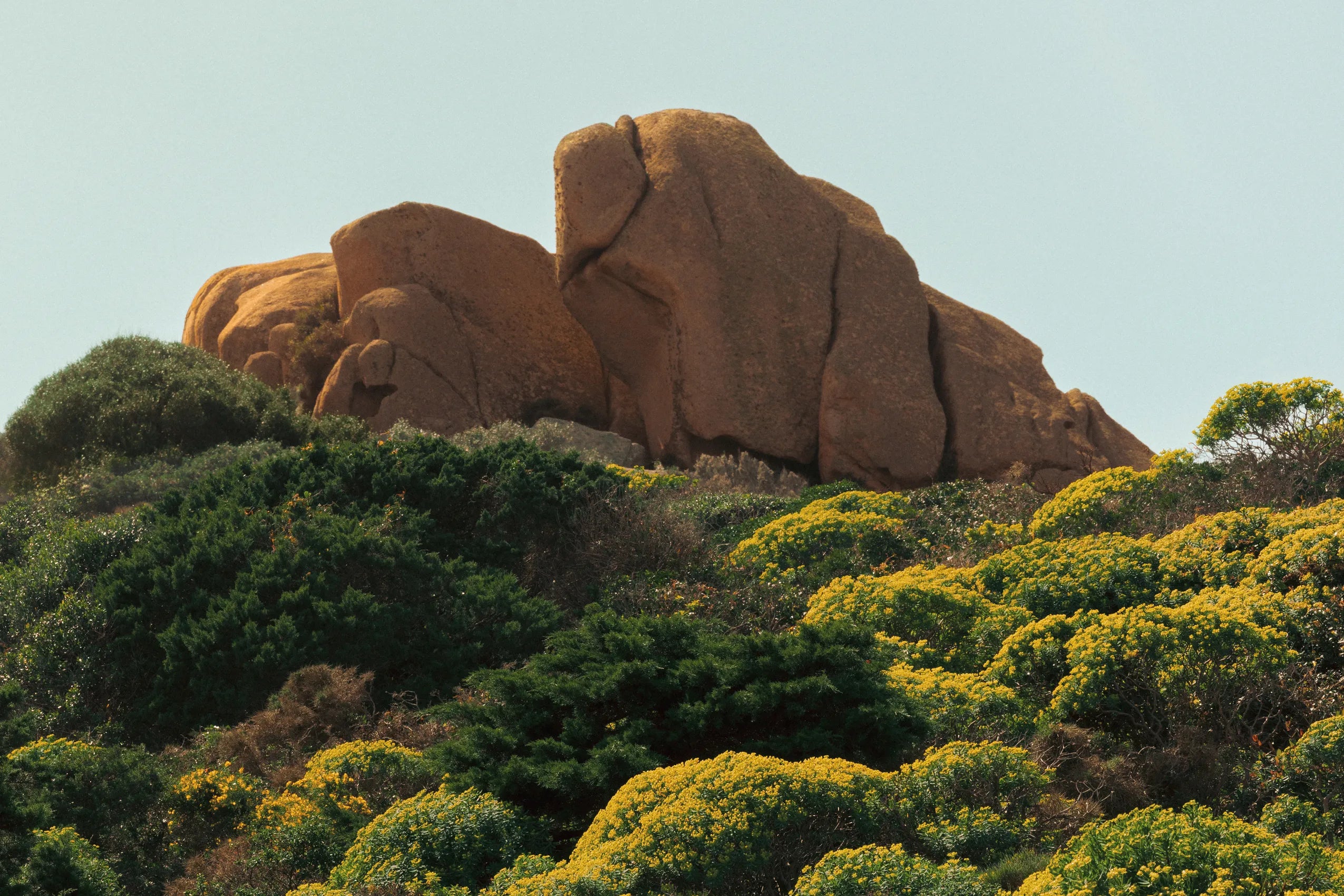 Mediterranean coastal landscape with rocks and wildflowers