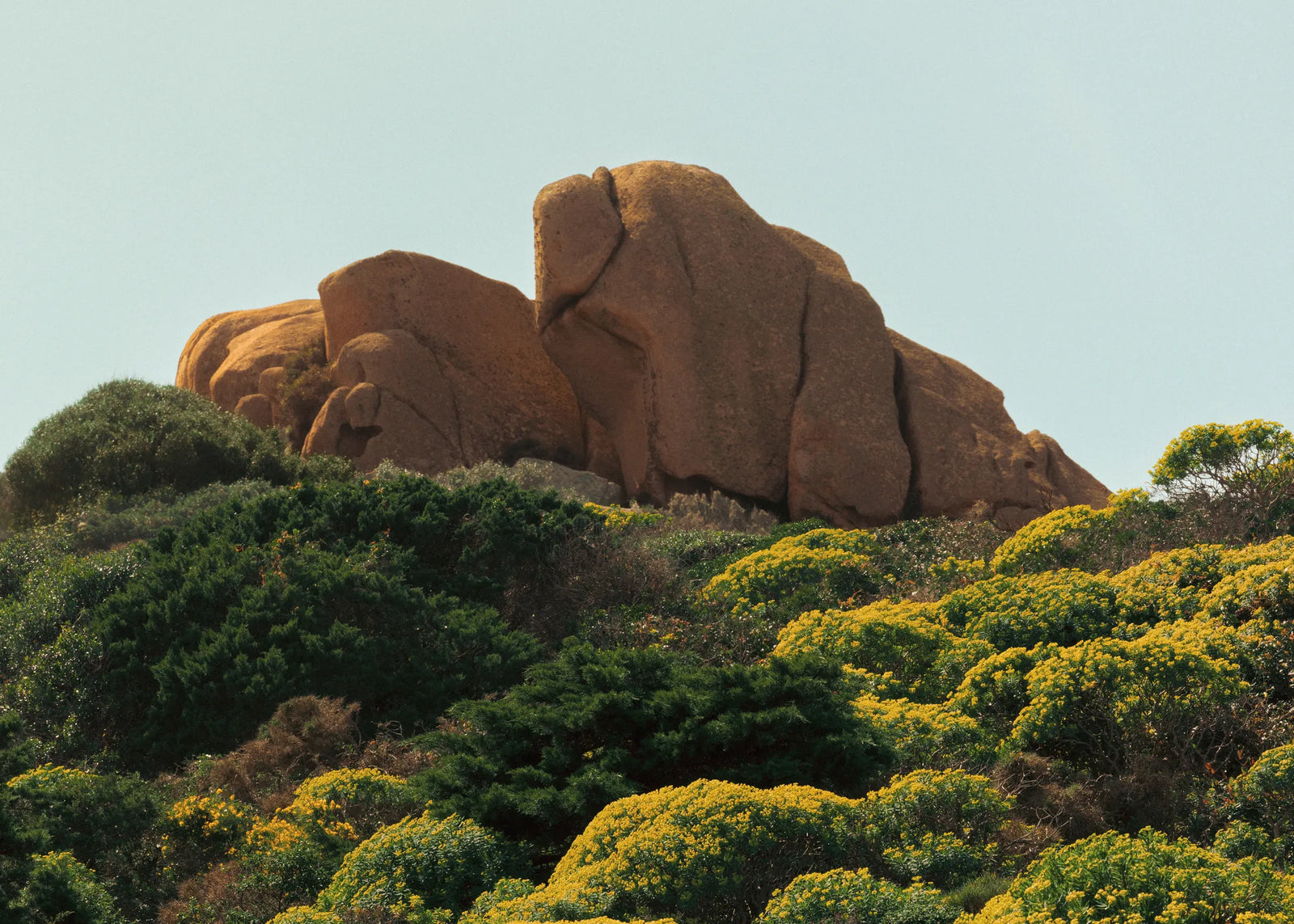 Mediterranean coastal landscape with rocks and wildflowers