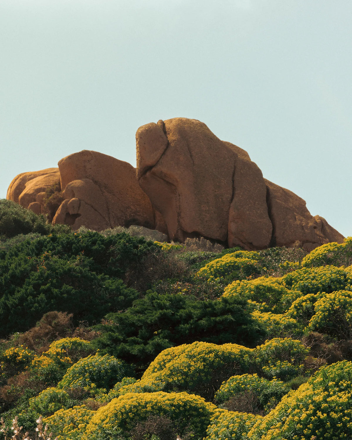 Mediterranean coastal landscape with rocks and wildflowers